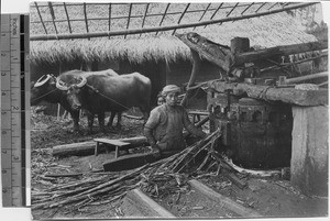 Grinding sugar cane, Leshan, Sichuan, China ca.1915-1925