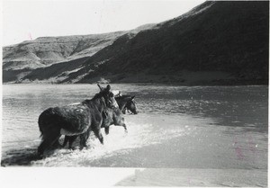 Donkey and horses in the river near Markaï