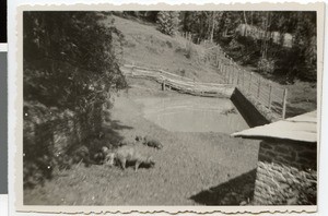 Pigpen at the mission station Harmshusen, Adis Abeba, Ethiopia, ca.1934-1935