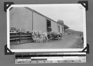 A donkey carriage at the train station Assegaibos, Clarkson, South Africa, 1934