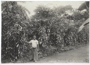 Vanilla Plantation in the Botanical Garden in Victoria, Cameroon