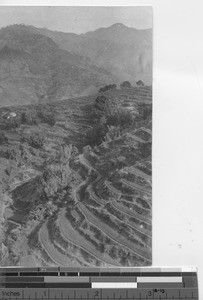 Terraced rice fields at Dongzhen, China