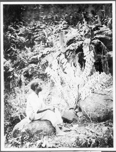 Bananas put onto sticks for drying, Tanzania, ca. 1927-1938