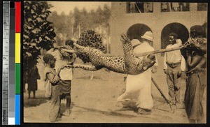 Hunters with leopard, Congo, ca.1920-1940