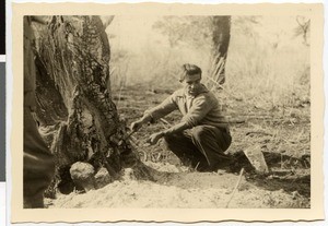 Cooking a meal at a smouldering waddessa tree, Ethiopia, 1952