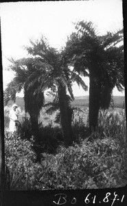 Arborescent ferns, Graskop, South Africa