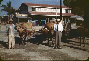 Two men with oxen