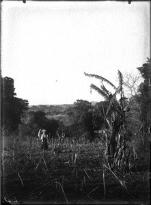 Mrs Stiegelmann in a maize field, Lemana, Limpopo, South Africa, ca. 1906-1907