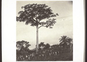 Odum tree in a coffee farm belonging to the mission