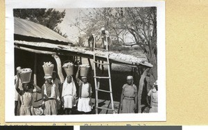 Maize harvest in Pella, South Africa