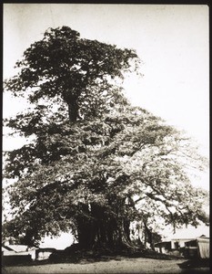 Banyanenbaum in Akropong