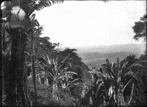 Wild banana trees, Lemana, Limpopo, South Africa, ca. 1906-1907