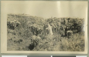 Groundsel on Mount Kenya, Kenya, ca.1926