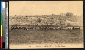 Cattle plowing a field, Kisantu, Congo, ca.1920-1940