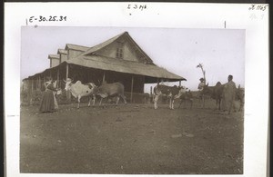 Missionshaus in Bali. Frau Keller füttert ihr Vieh. (von Adamaua)