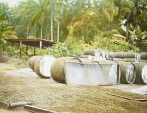 Barrels of Palm Oil, Calabar, Nigeria, ca. 1930-1940