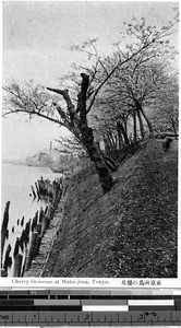 Cherry blossoms, Tokyo, Japan, ca. 1920-1940