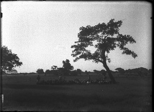 Herd of sheep, Antioka, Mozambique, ca. 1901-1907