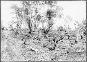 Steppe, Kilimanjaro, Tanzania, ca. 1901-1910