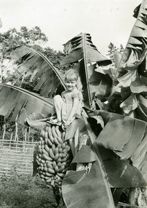 Annie Gambier in a banana tree, in Ebeigne, Gabon