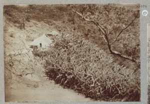 Chagga homestead in banana grove, Tanzania