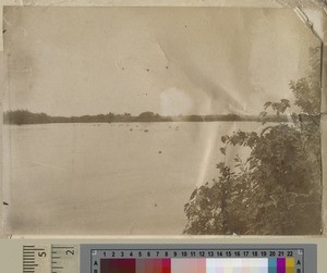 Hippos on the Shire River, Malawi, ca.1900