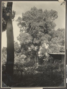 The defiance tree, Tanzania