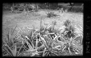 Pineapples, Mozambique, ca. 1933-1939