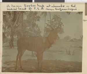 Tame Kudu, Lumbo, Mozambique, 1918