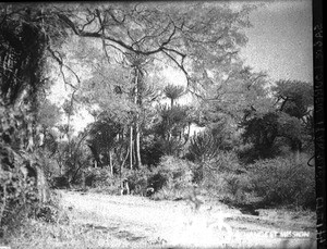 Path in the bush, Mozambique, ca. 1929