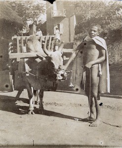 Oxcart, in Madagascar