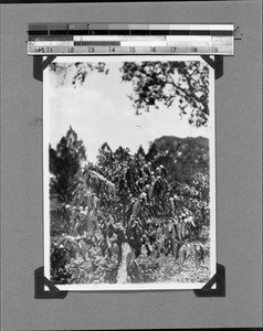 Blossoming coffee plant, Mbozi, Tanzania, ca.1927-1929