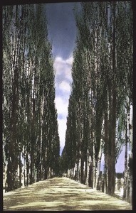 An ally of poplars in Baramula