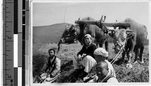 Farmers and oxen team, Heijo, Korea, ca. 1930-1950