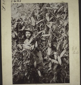 Vanilla plantation, Botanical Garden, Victoria, Cameroon