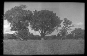 Trees, Mozambique, ca. 1933-1939