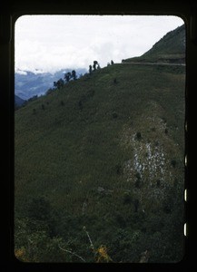 Mountainside corn field