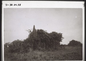 Ant hill in the bush