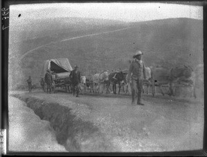 Wagon on the road to Pietersburg, South Africa, ca. 1901-1907