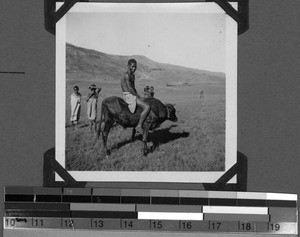 Boys are breaking in a calf, Mvenyane, South Africa East