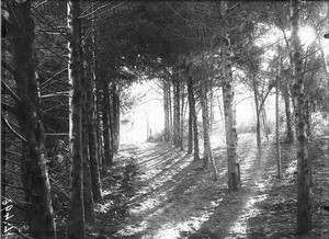 Pine forest, Lemana, Limpopo, South Africa, ca. 1906-1907