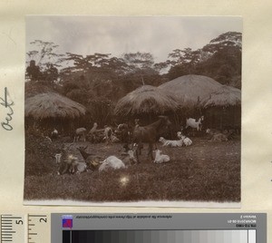 Kikuyu Village, Kikuyu, Kenya, ca.1911