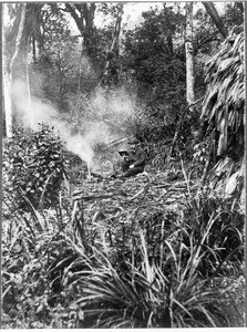 Jungle, Tanzania, ca. 1901-1910