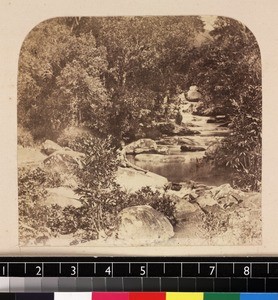 View of forest river, Madagascar, ca. 1865-1885