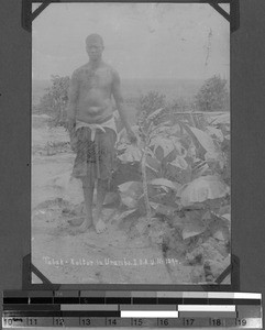 Tobacco-planter, Urambo, Tanzania