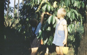 Arne and Olav Heggheim picking coffee beans, Cameroon, 1953-1968