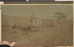 Hospital wagons, Nyanza province, Kenya, 1918