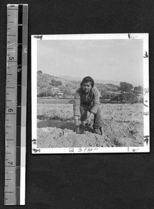 Planting potatoes, Fuzhou, Fujian, China, ca.1948