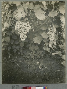 Grapes on the vine, Livingstonia, Malawi, ca.1920