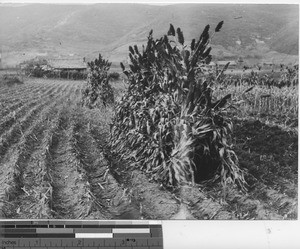 A harvest of sorghum at Fushun, China, 1938